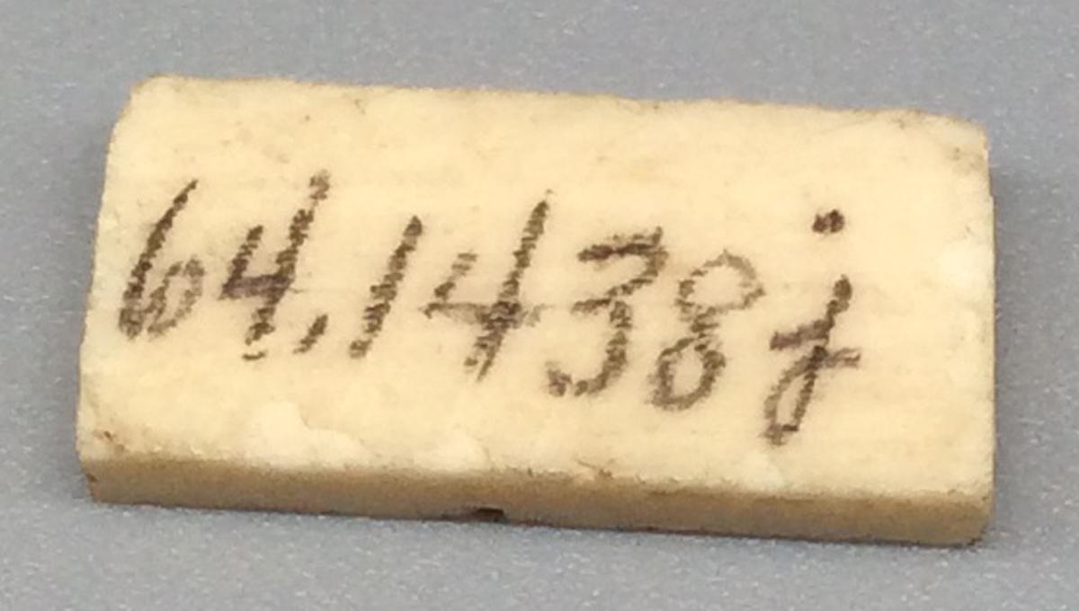1964.1438 J Domino, view 2