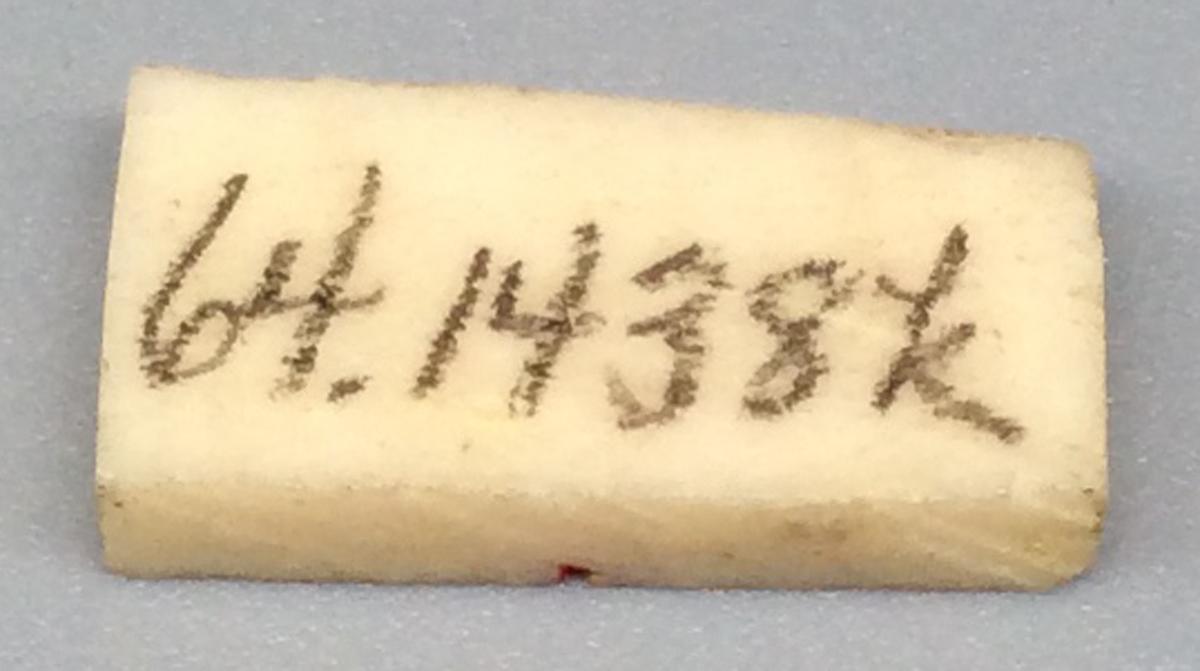 1964.1438 K Domino, view 2