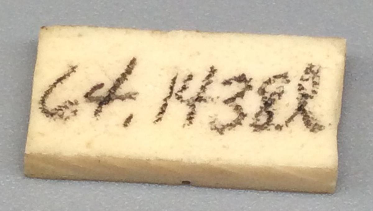 1964.1438 L Domino, view 2