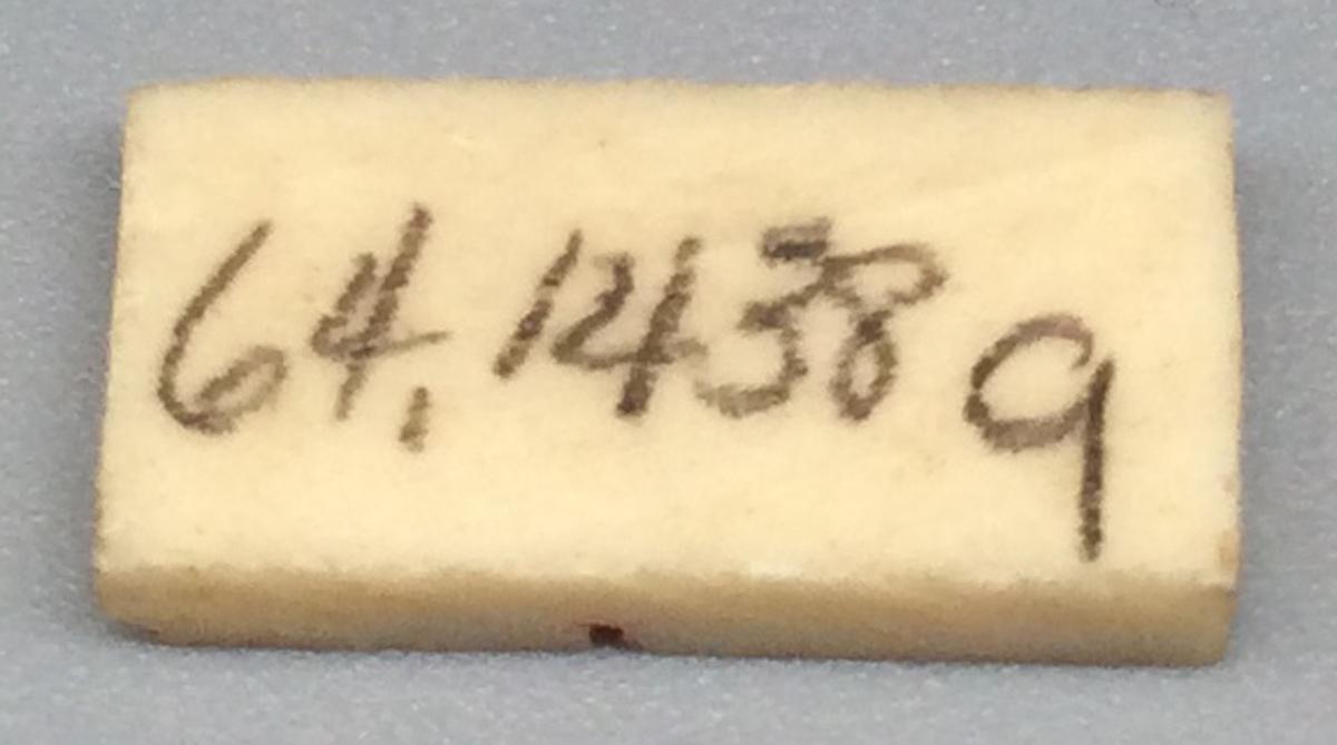 1964.1438 Q Domino, view 2