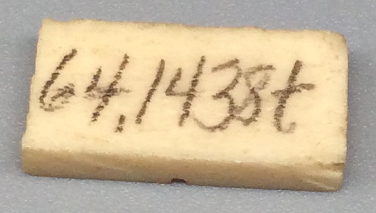 1964.1438 T Domino, view 2