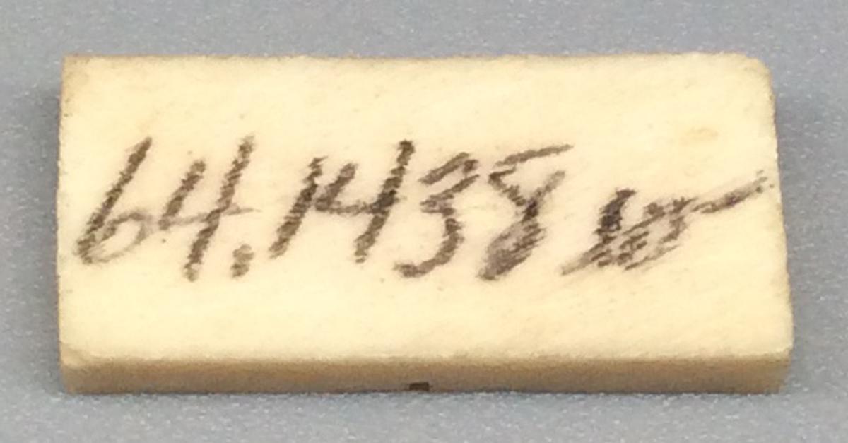 1964.1438 W Domino, view 2