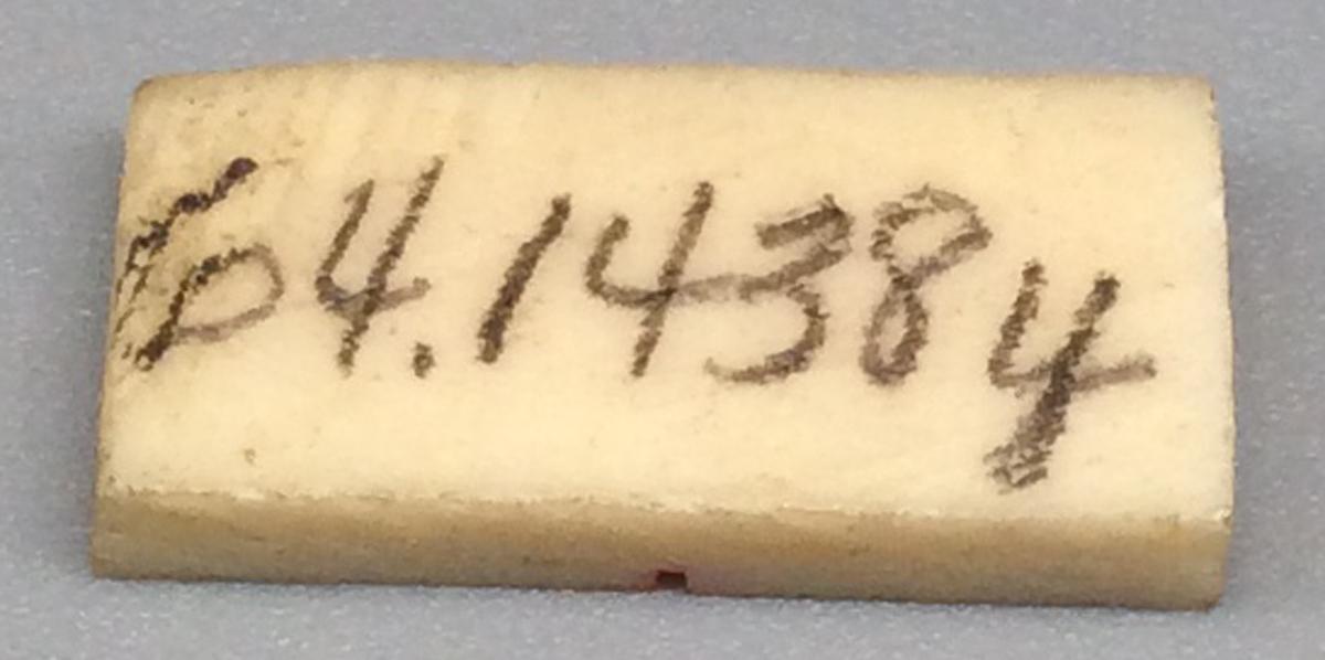 1964.1438 Y Domino, view 2
