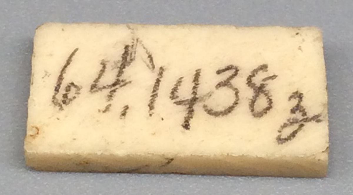 1964.1438 Z Domino, view 2