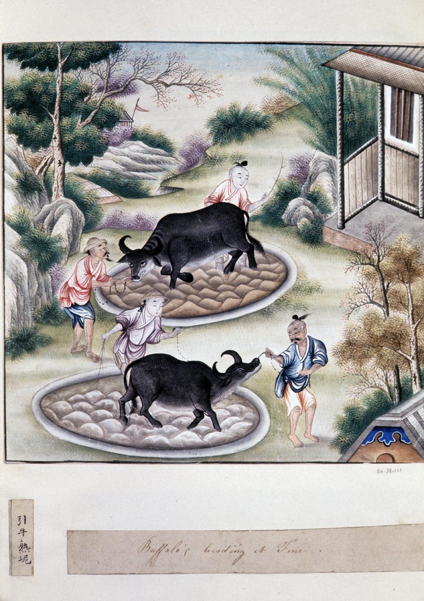 1956.0038.111 Watercolor