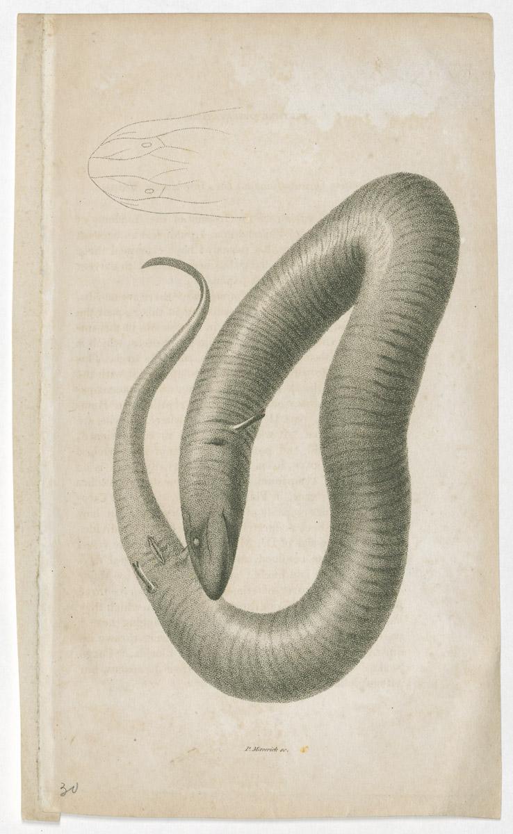 1966.0250 Print