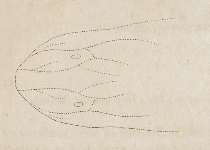 1966.0250 Print, detail 3