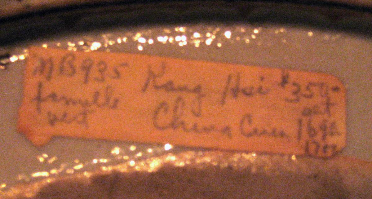 1966.0768 Porcelain Bowl detail
