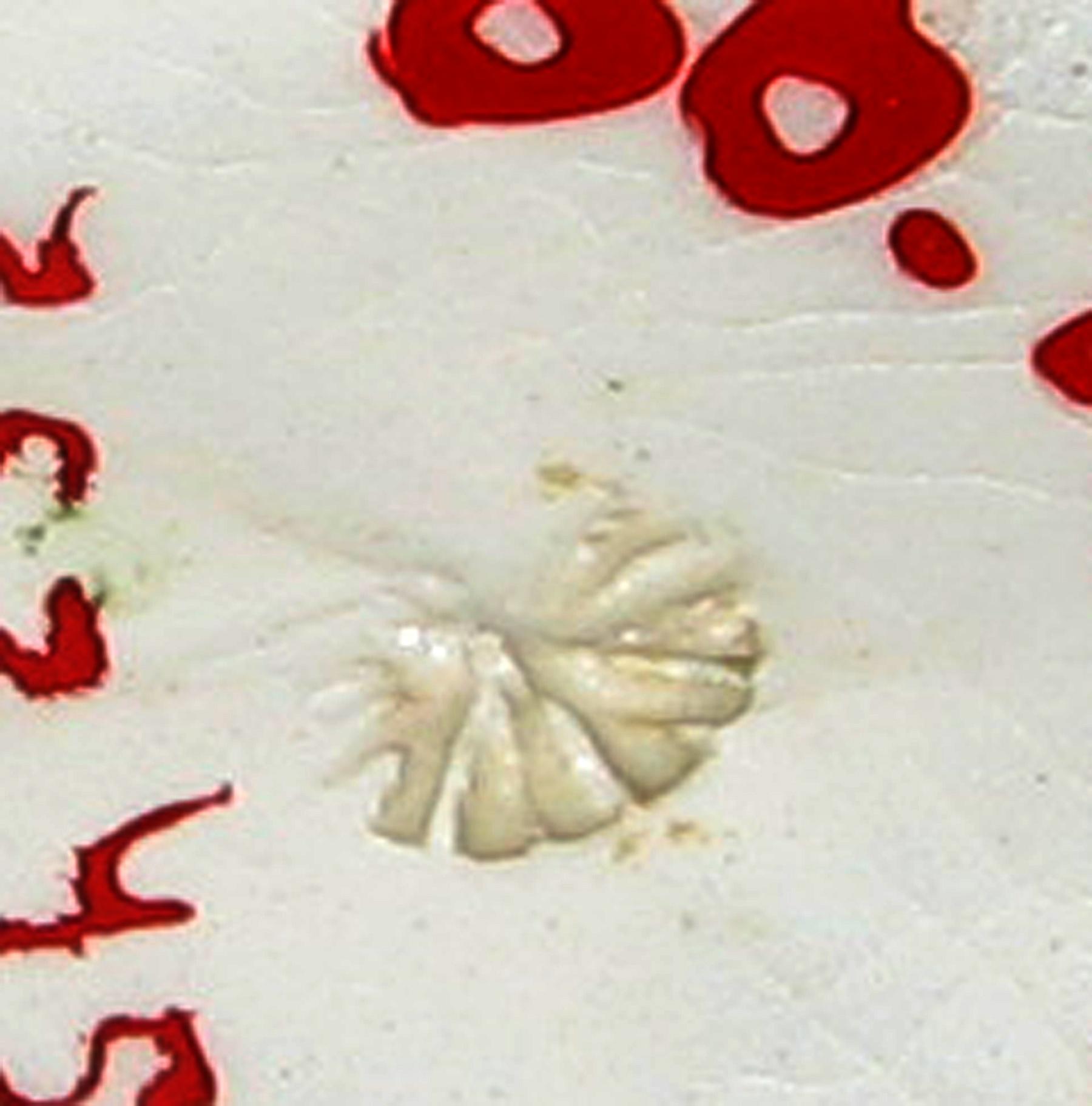 1966.0981.002 Cup (mark)