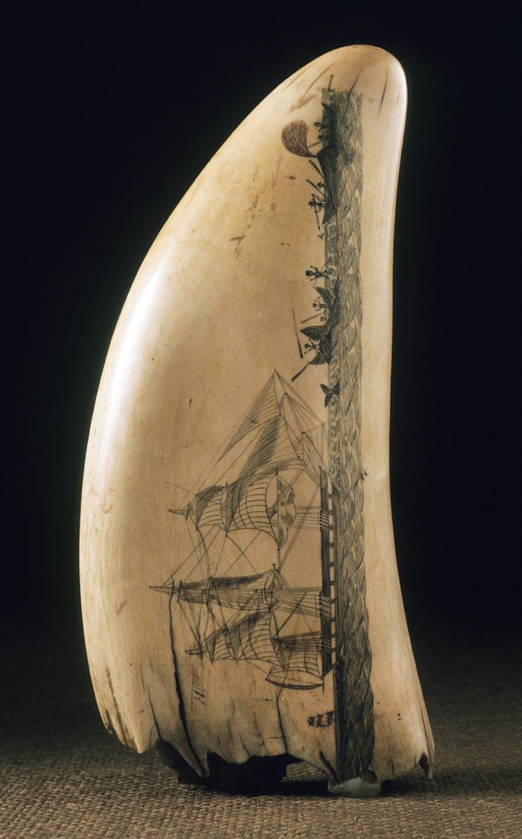 1967.0861 Whale Tooth