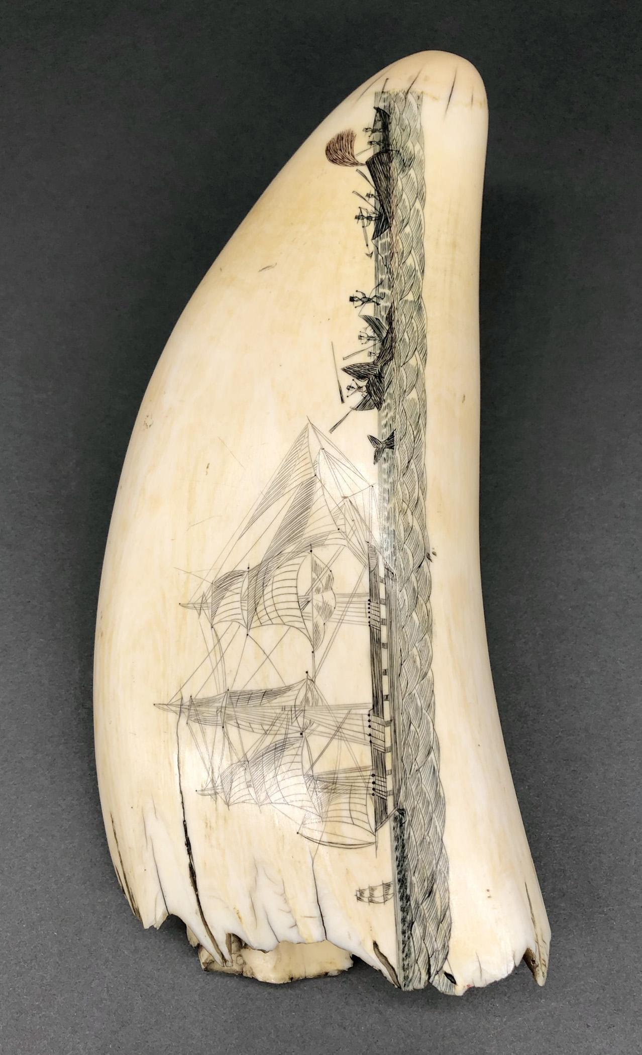 1967.0861 Whale tooth, Scrimshaw tooth, view1 Obverse