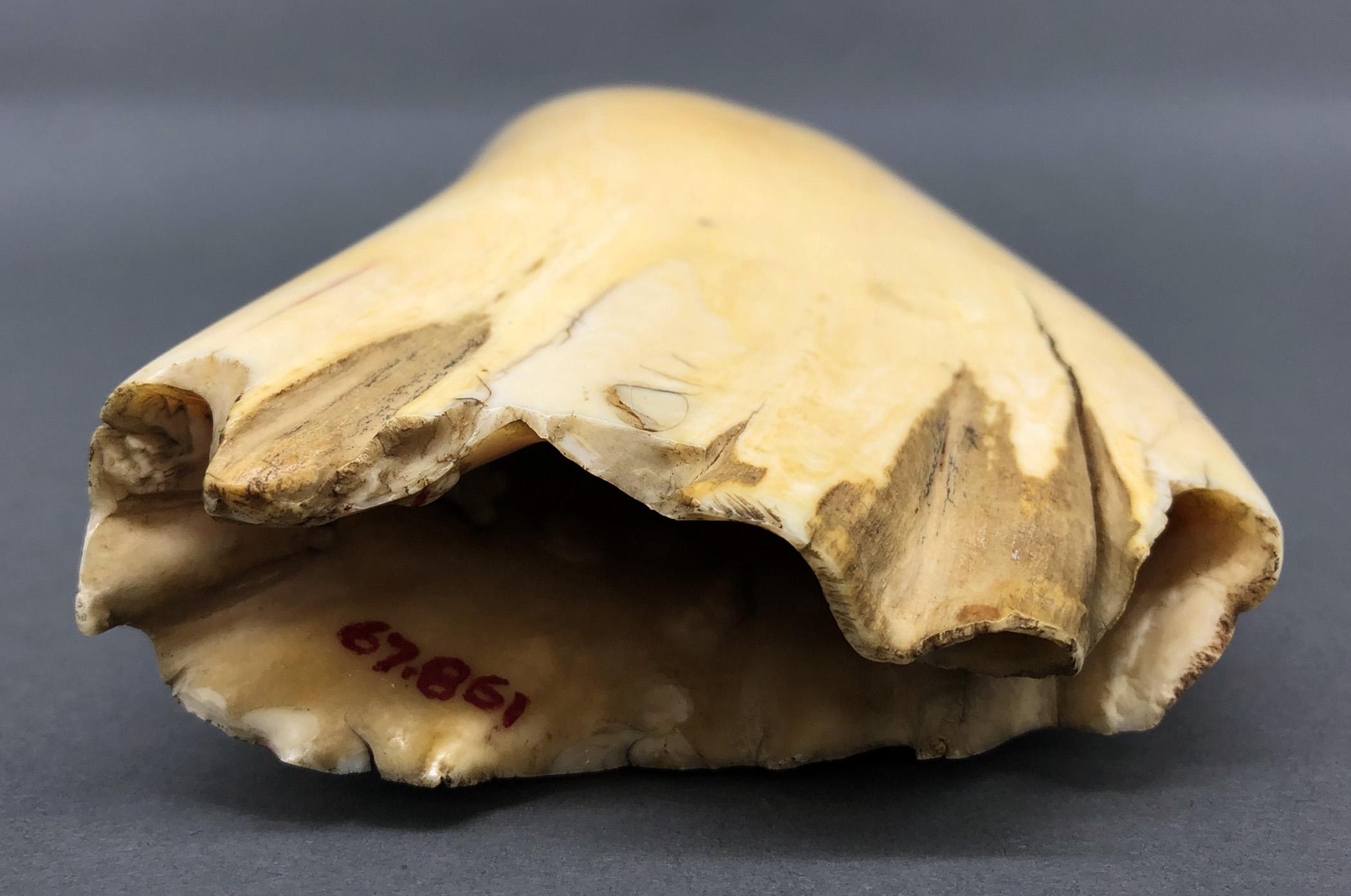 1967.0861 Whale tooth, Scrimshaw tooth, view10 Reverse Base