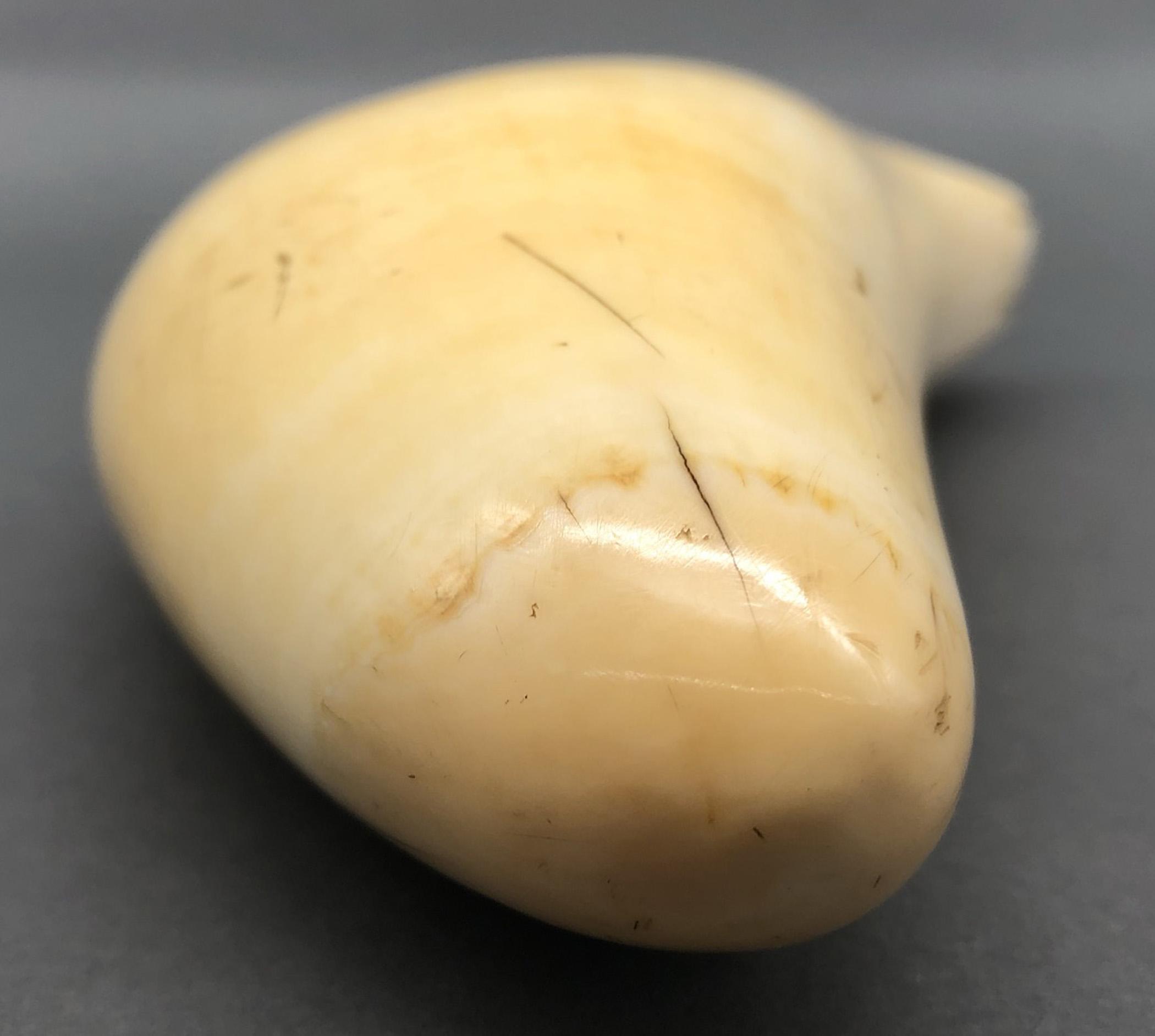 1967.0861 Whale tooth, Scrimshaw tooth, view11 Reverse Tip