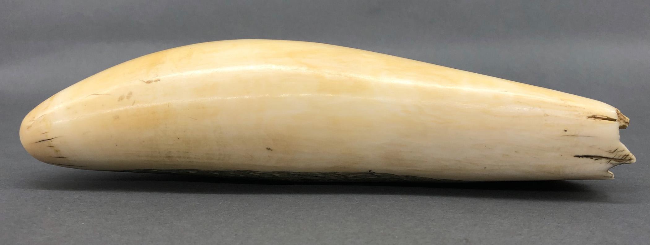 1967.0861 Whale tooth, Scrimshaw tooth, view12 Reverse Bottom Edge