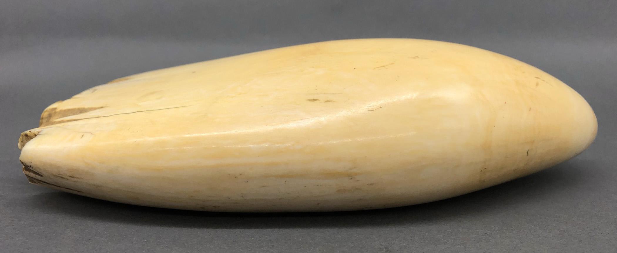 1967.0861 Whale tooth, Scrimshaw tooth, view13 Reverse Top Edge