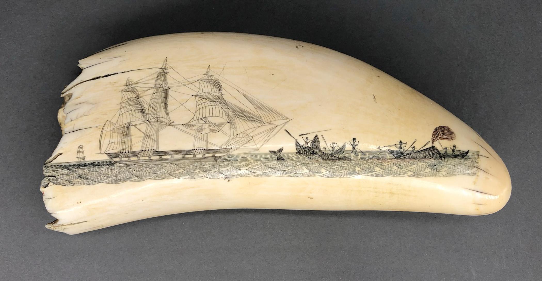 1967.0861 Whale tooth, Scrimshaw tooth, view2 Obverse