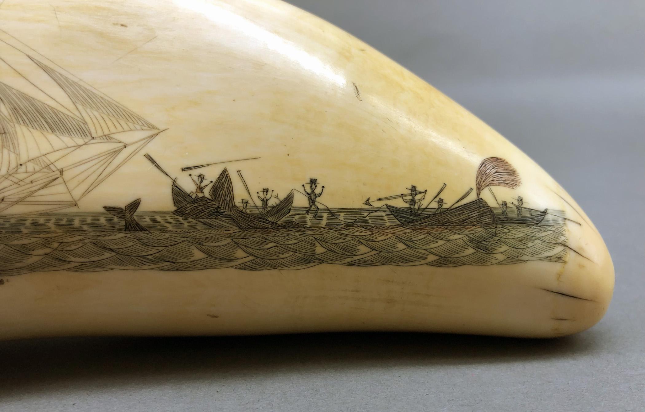 1967.0861 Whale tooth, Scrimshaw tooth, view3 Obverse detail