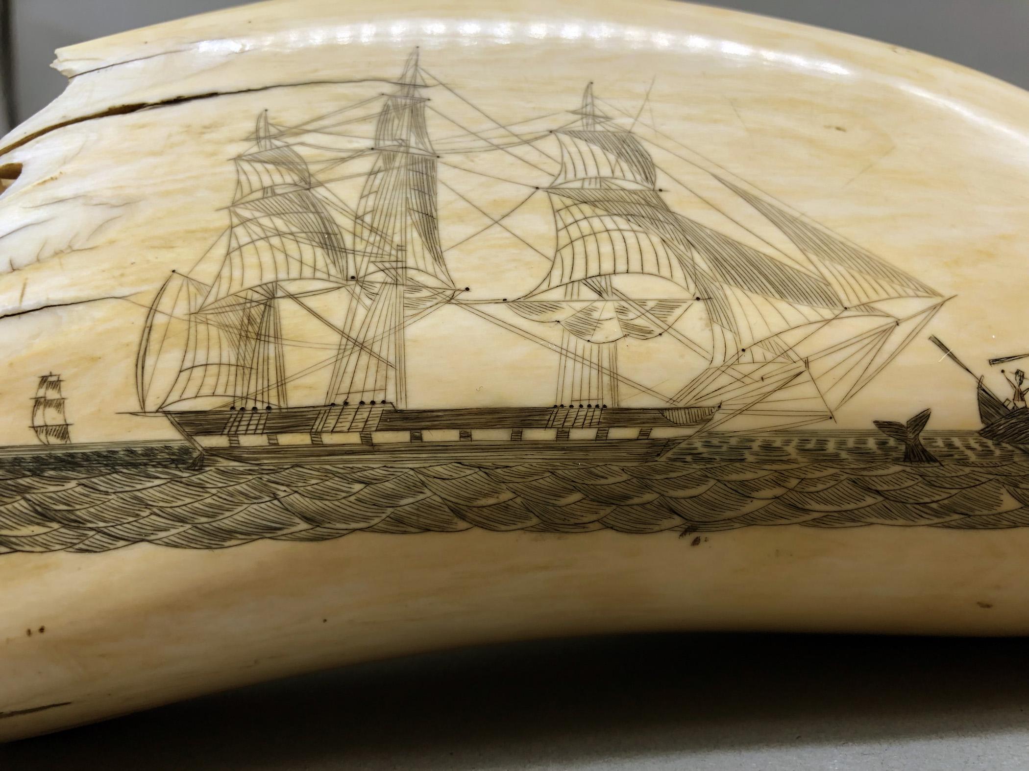 1967.0861 Whale tooth, Scrimshaw tooth, view4 Obverse detail