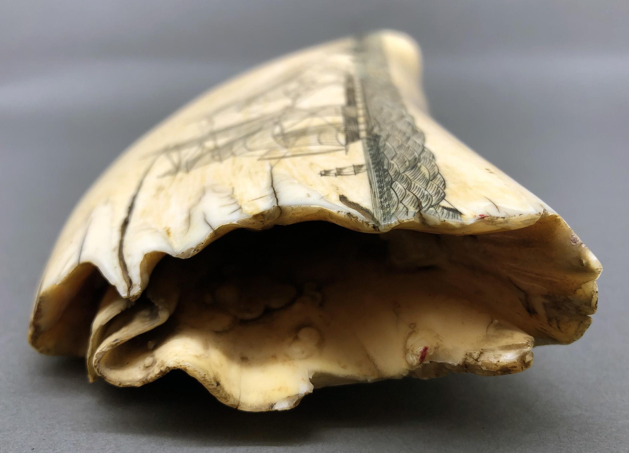 1967.0861 Whale tooth, Scrimshaw tooth, view5 Obverse Base