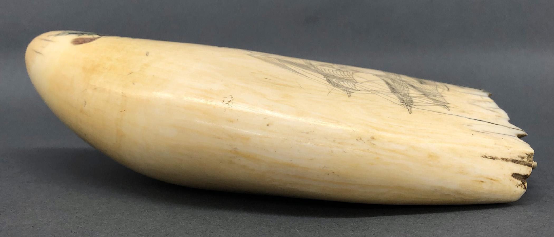 1967.0861 Whale tooth, Scrimshaw tooth, view7 Obverse Top Edge