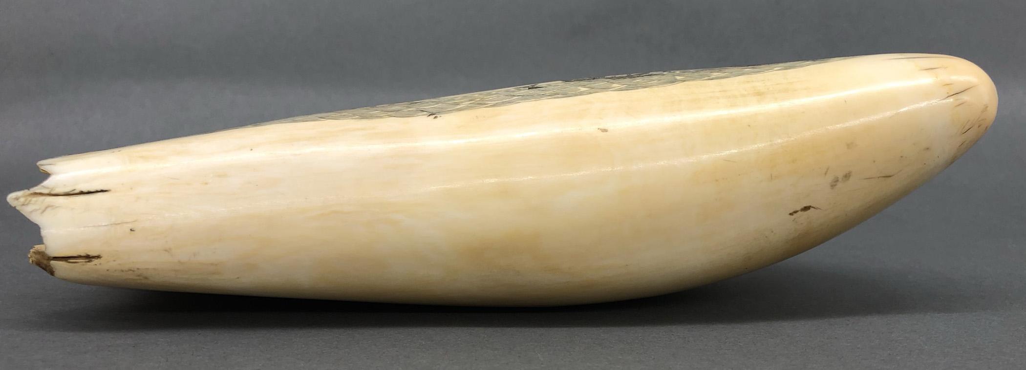 1967.0861 Whale tooth, Scrimshaw tooth, view8 Obverse Bottom Edge
