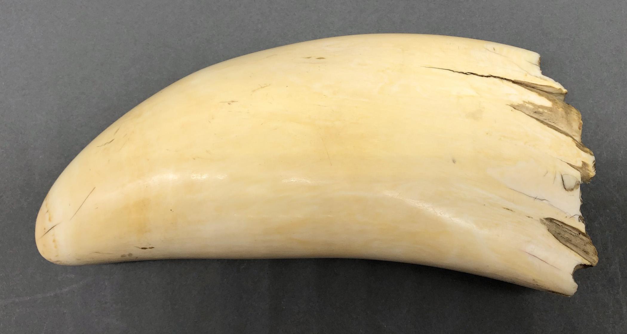 1967.0861 Whale tooth, Scrimshaw tooth, view9 Reverse