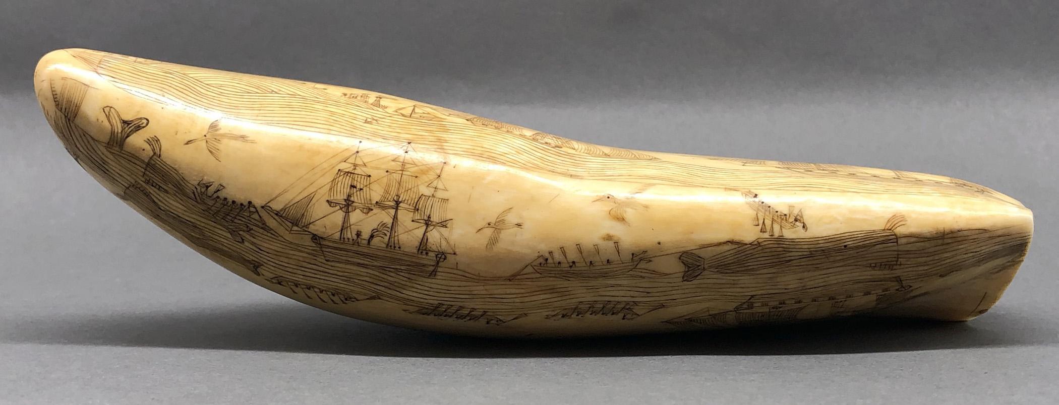 1967.0862 Whale tooth, Scrimshaw tooth, view9 Obverse Bottom Edge