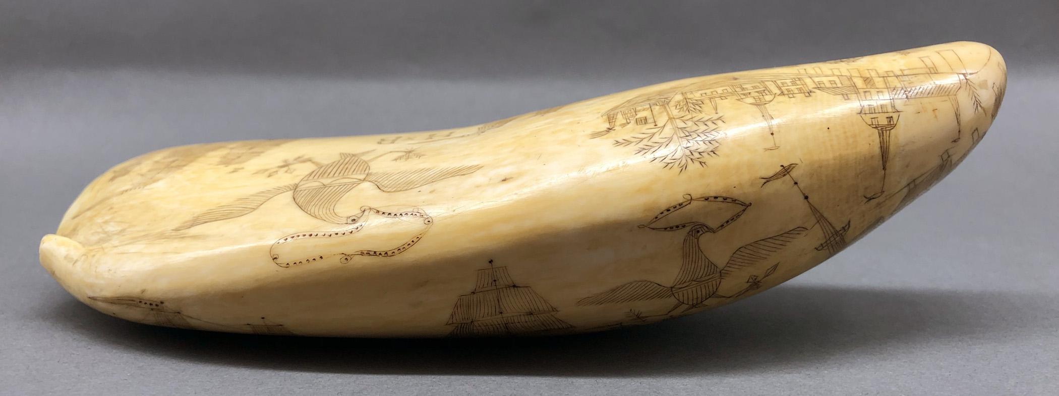 1967.0862 Whale tooth, Scrimshaw tooth, view10 Obverse Top Edge detail