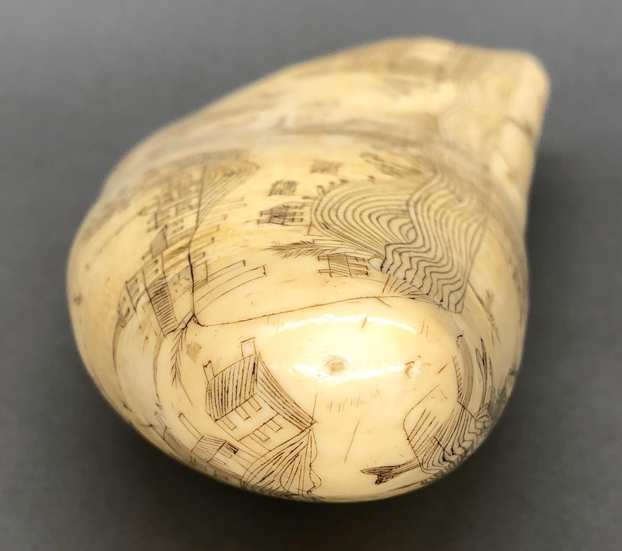 1967.0862 Whale tooth, Scrimshaw tooth, view11 Obverse Tip detail