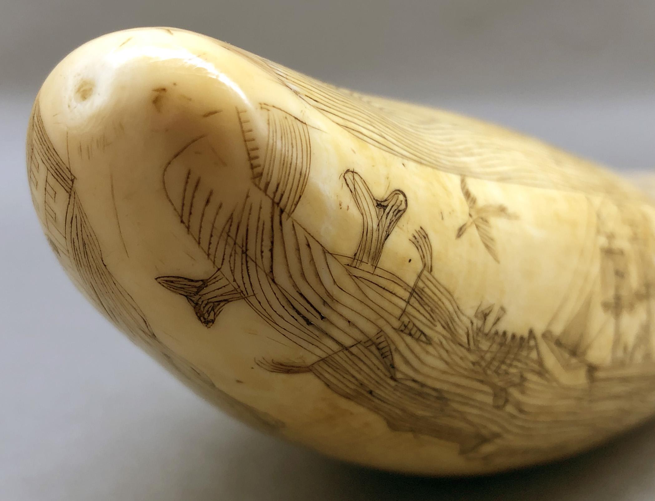 1967.0862 Whale tooth, Scrimshaw tooth, view12 Obverse Tip detail