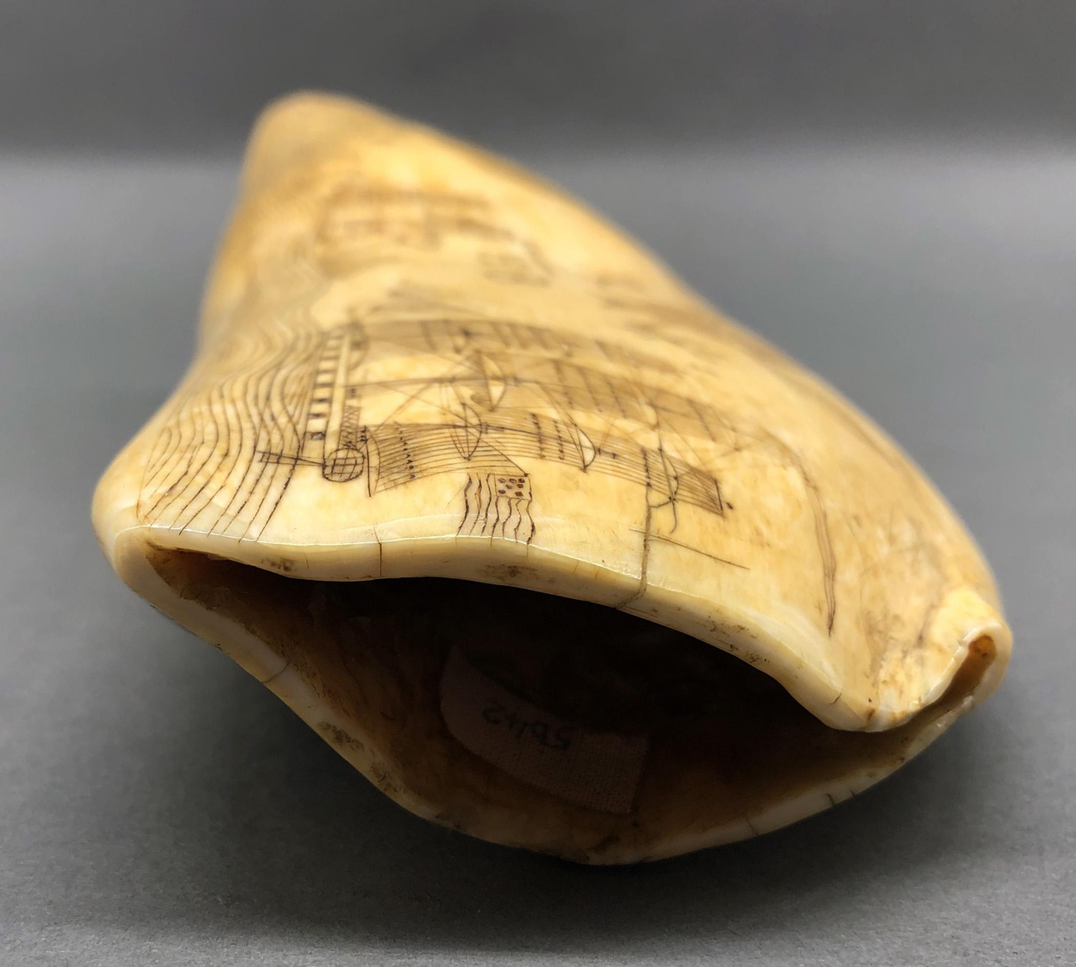 1967.0862 Whale tooth, Scrimshaw tooth, view13 Obverse Base