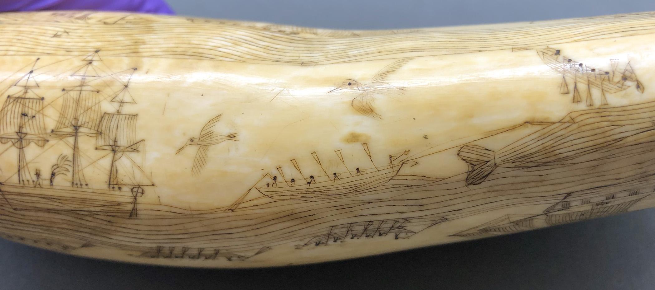 1967.0862 Whale tooth, Scrimshaw tooth, view14 Obverse Bottom Edge
