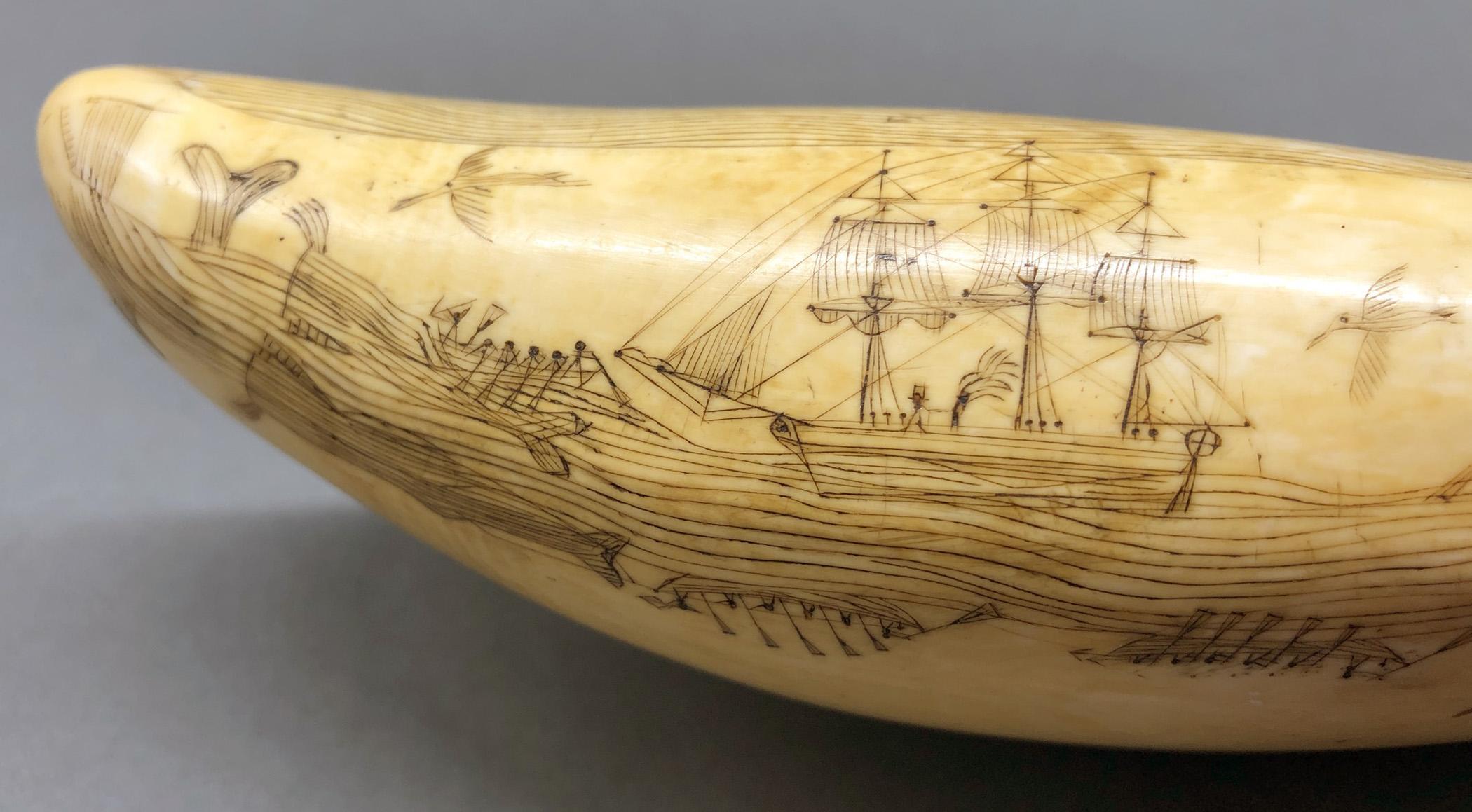 1967.0862 Whale tooth, Scrimshaw tooth, view15 Obverse Bottom Edge