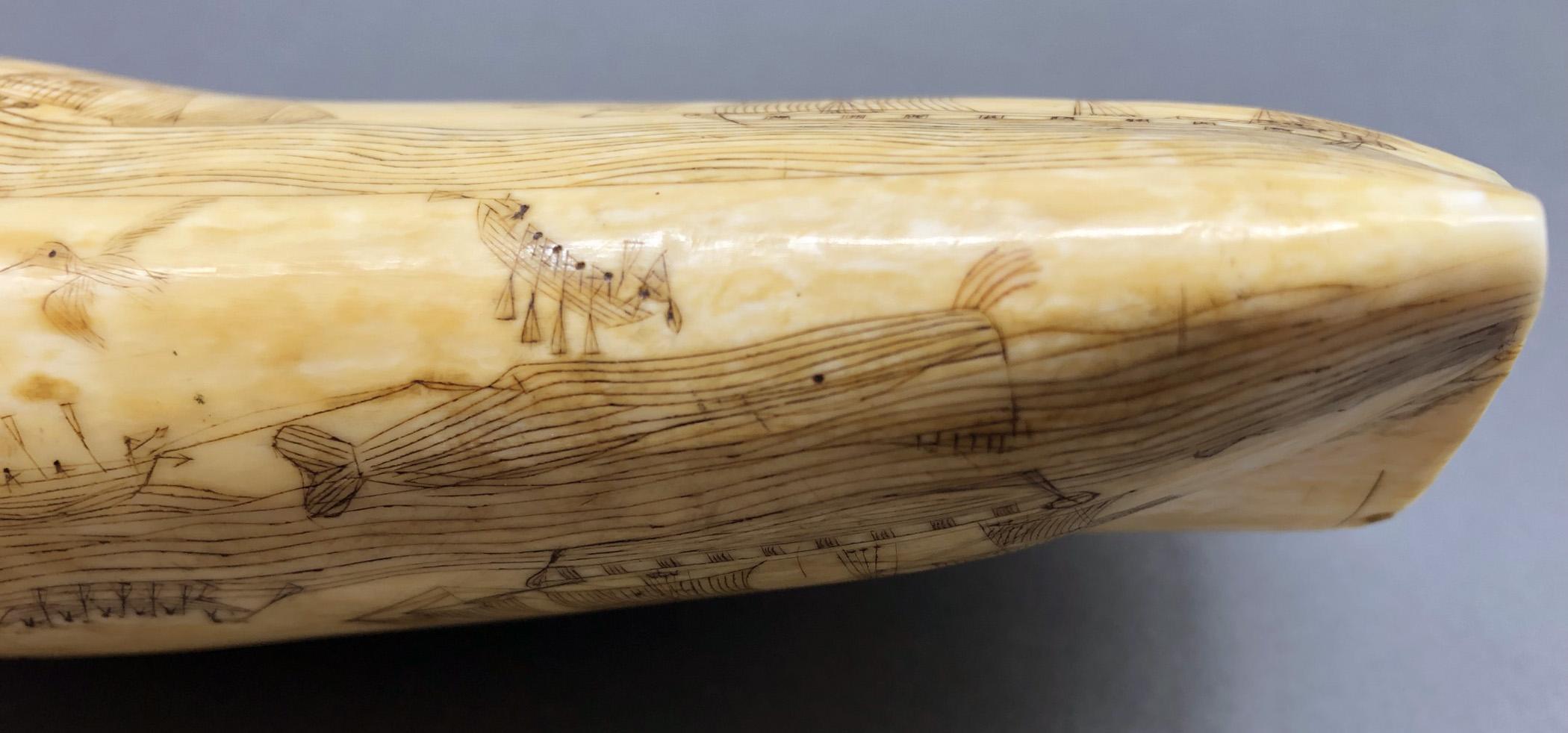 1967.0862 Whale tooth, Scrimshaw tooth, view16 Obverse Bottom Edge