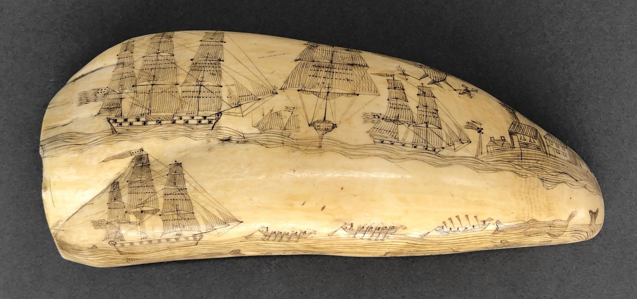 1967.0862 Whale tooth, Scrimshaw tooth, view17 Reverse
