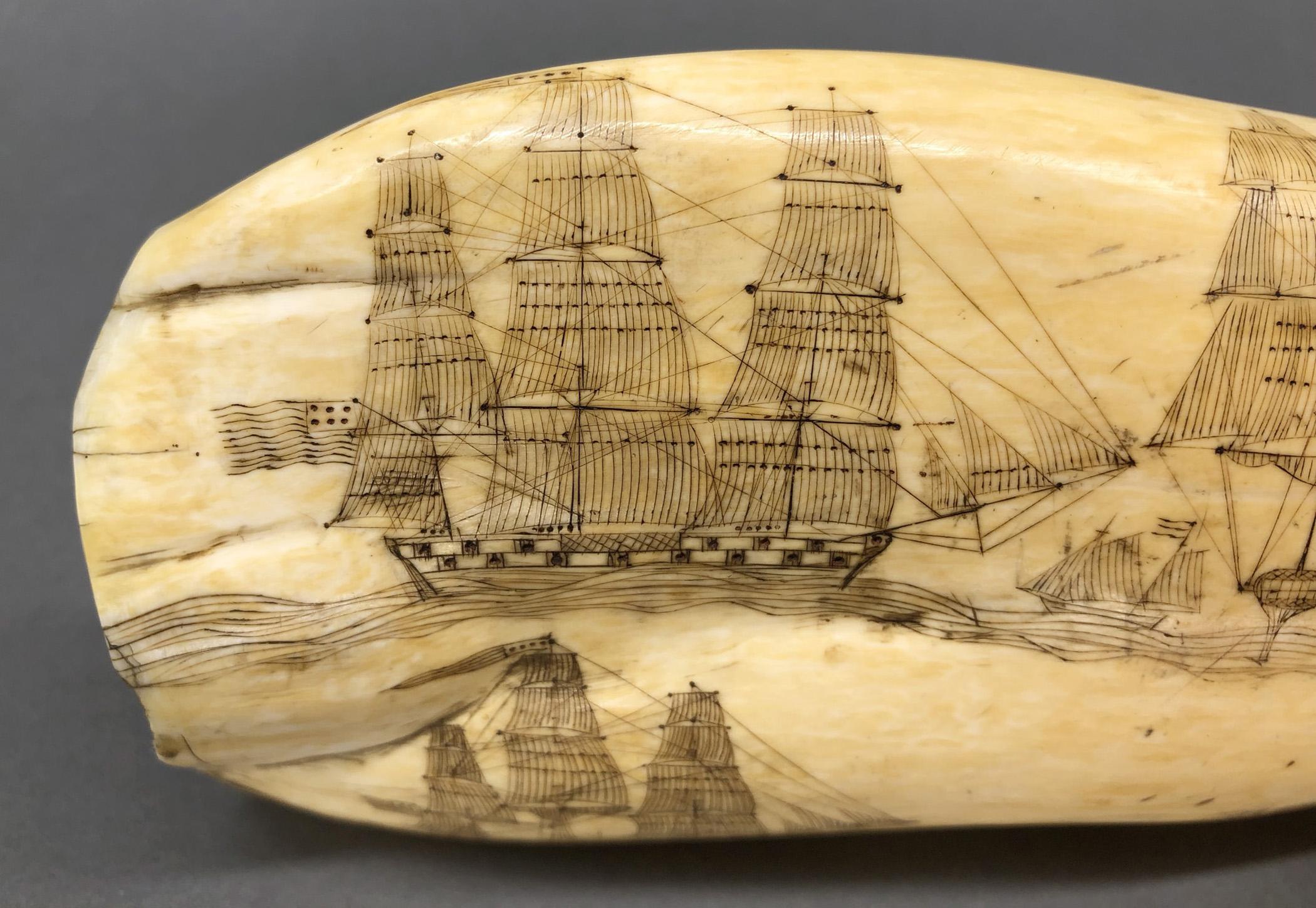 1967.0862 Whale tooth, Scrimshaw tooth, view18 Reverse Base