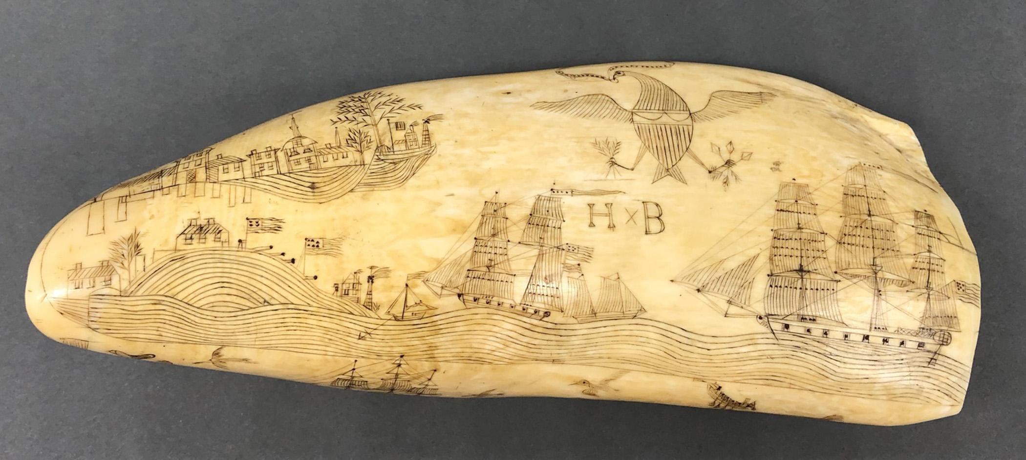 1967.0862 Whale tooth, Scrimshaw tooth, view1 Obverse