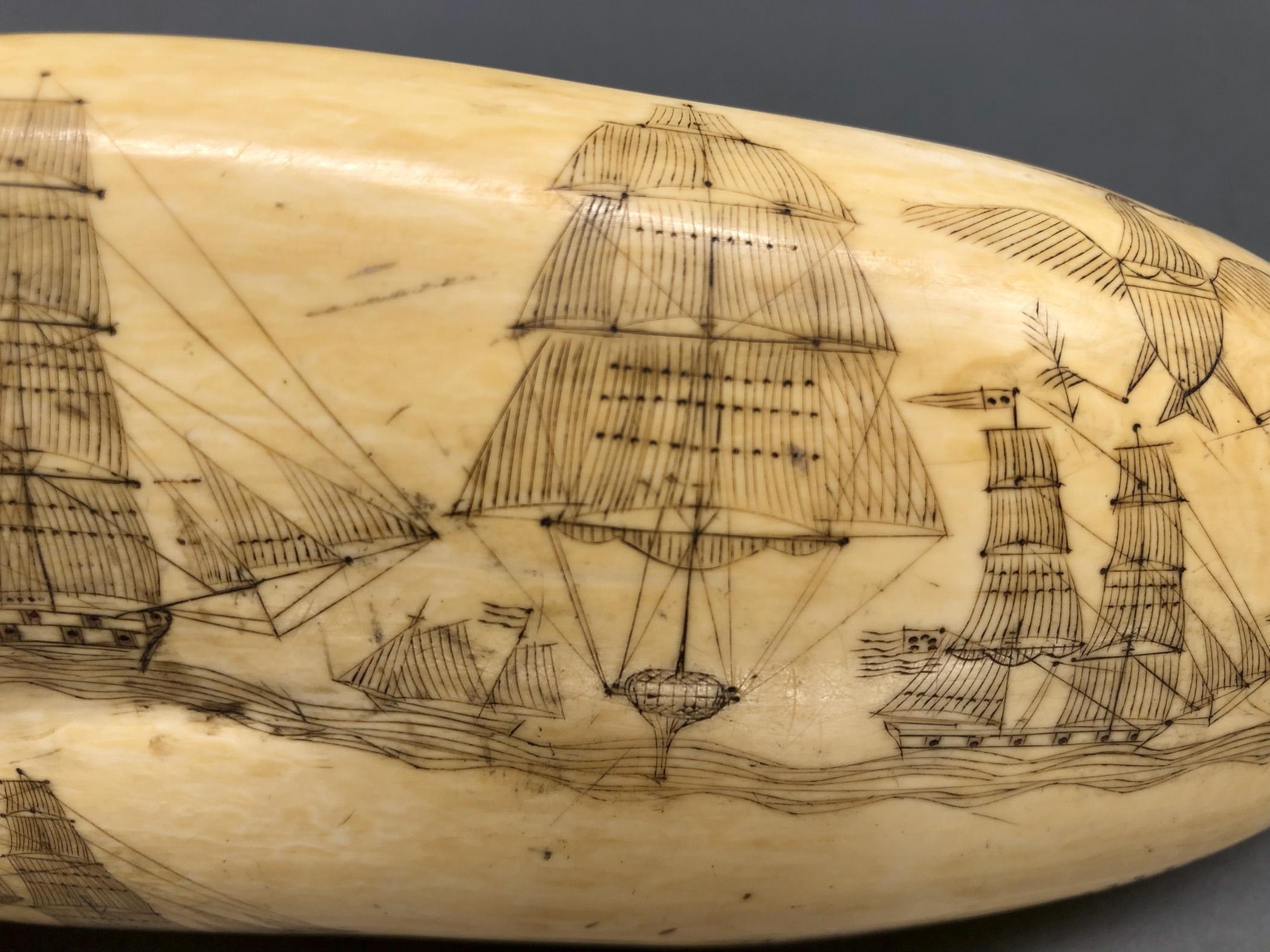 1967.0862 Whale tooth, Scrimshaw tooth, view19 Reverse Middle