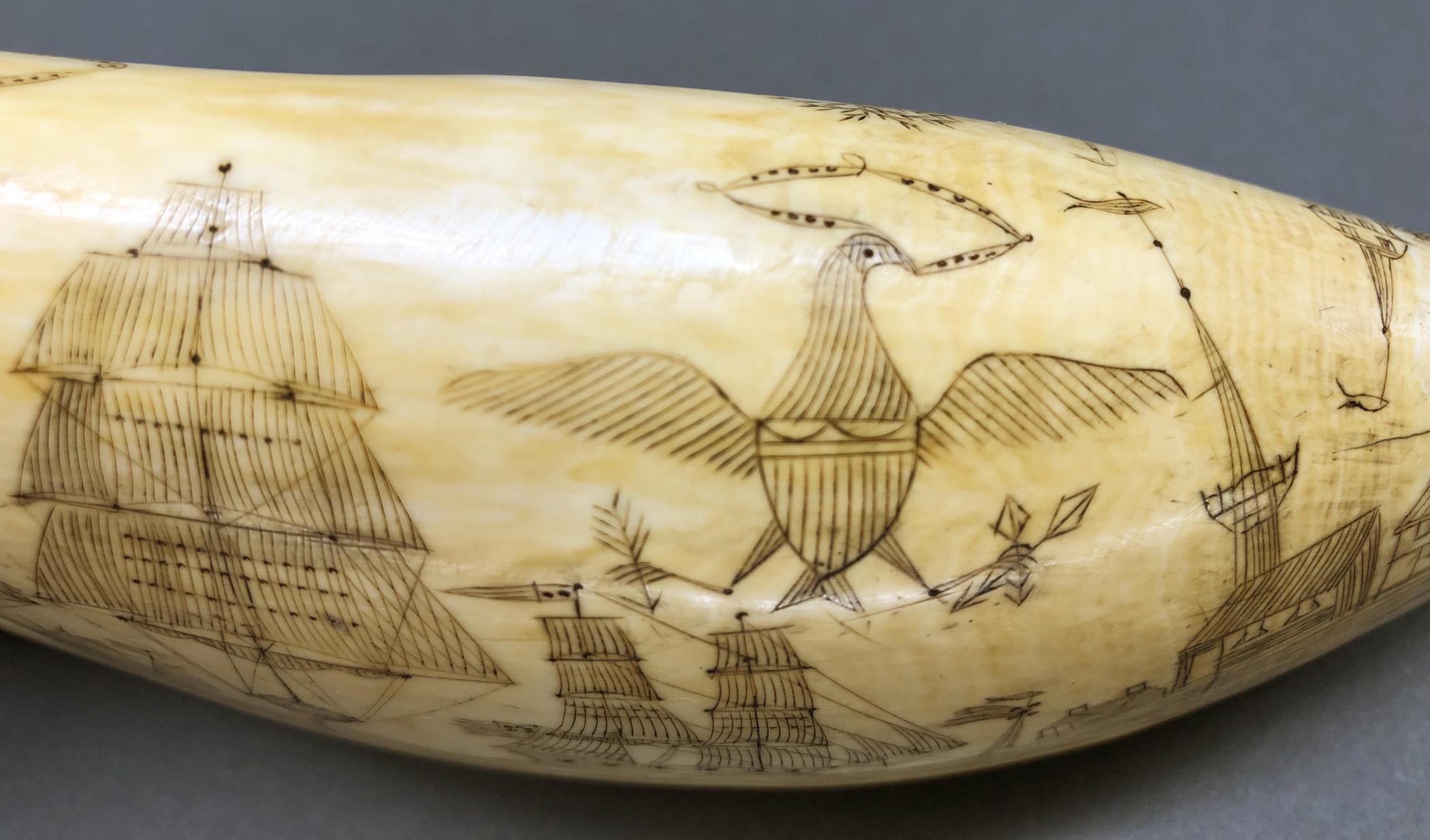 1967.0862 Whale tooth, Scrimshaw tooth, view20 Reverse detail