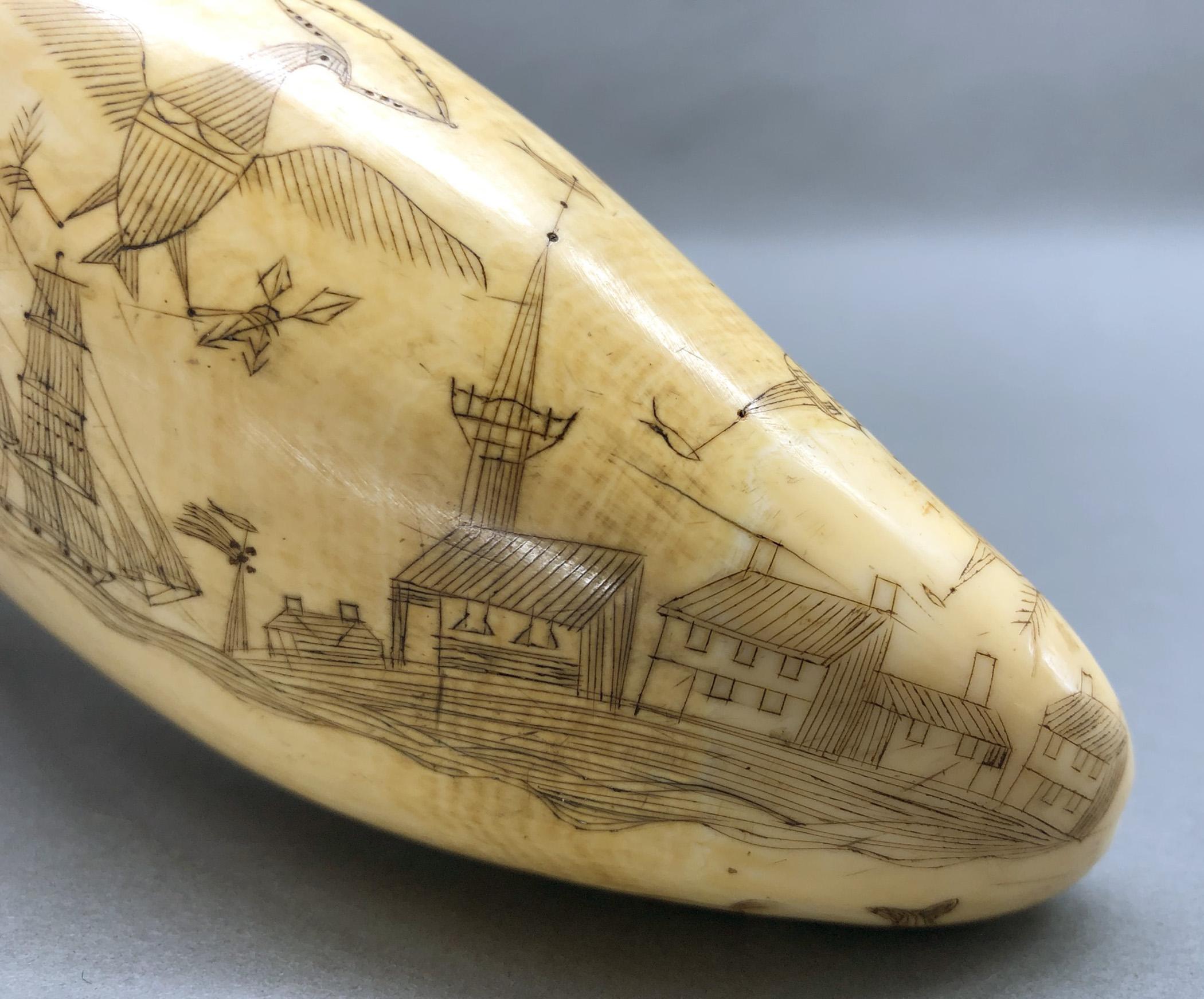 1967.0862 Whale tooth, Scrimshaw tooth, view21 Reverse Tip