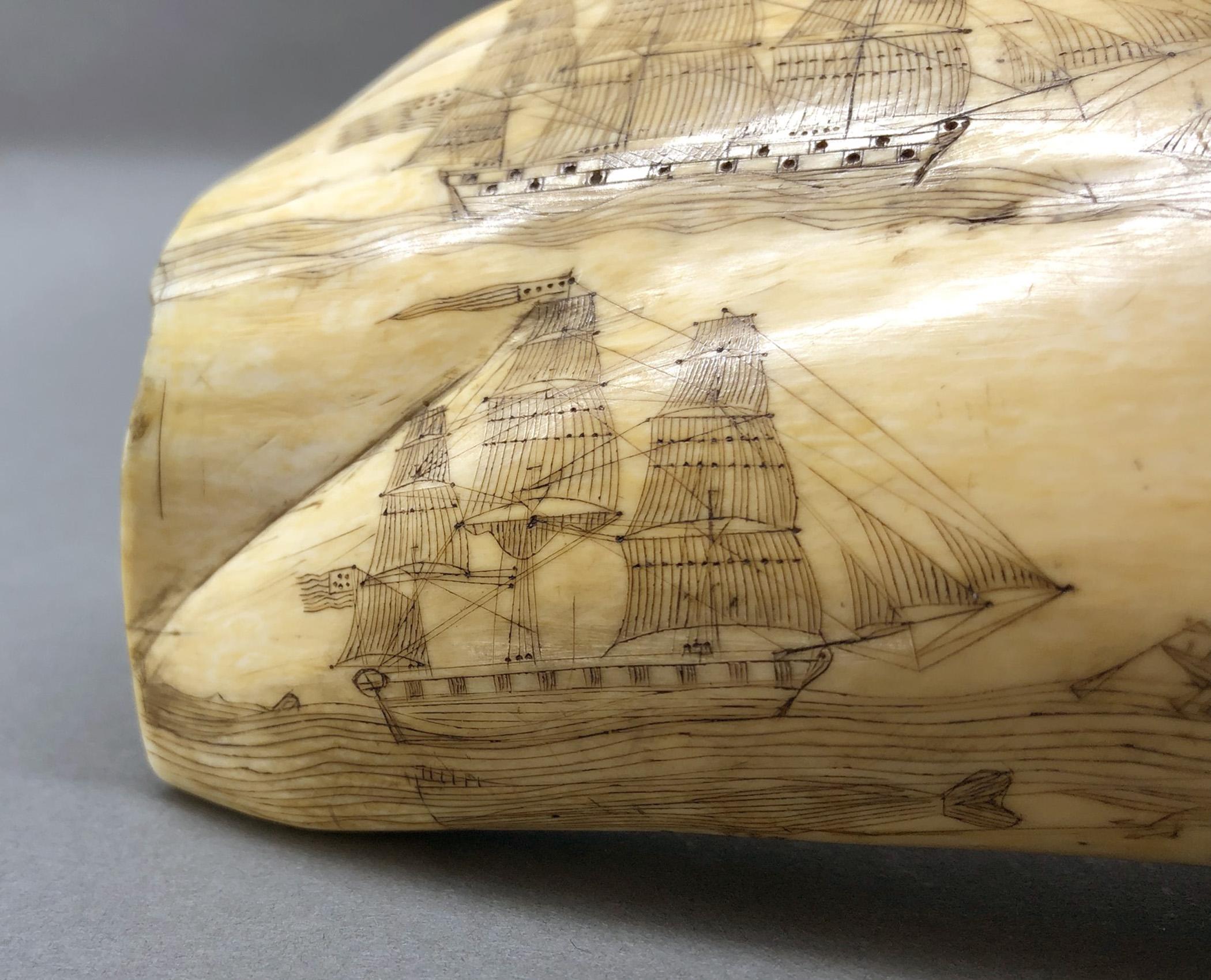1967.0862 Whale tooth, Scrimshaw tooth, view22 Reverse Lower Register