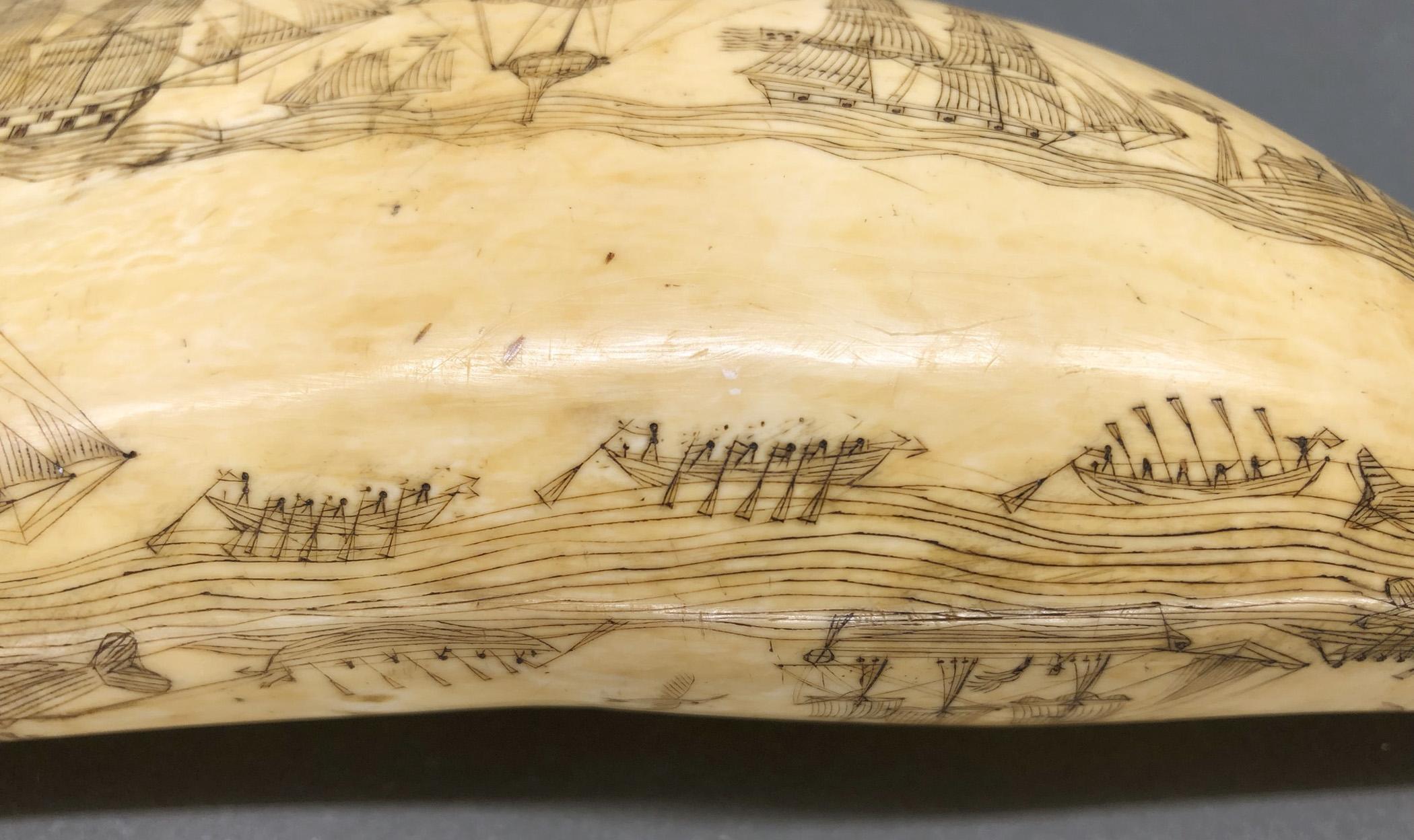 1967.0862 Whale tooth, Scrimshaw tooth, view23 Reverse Lower Register