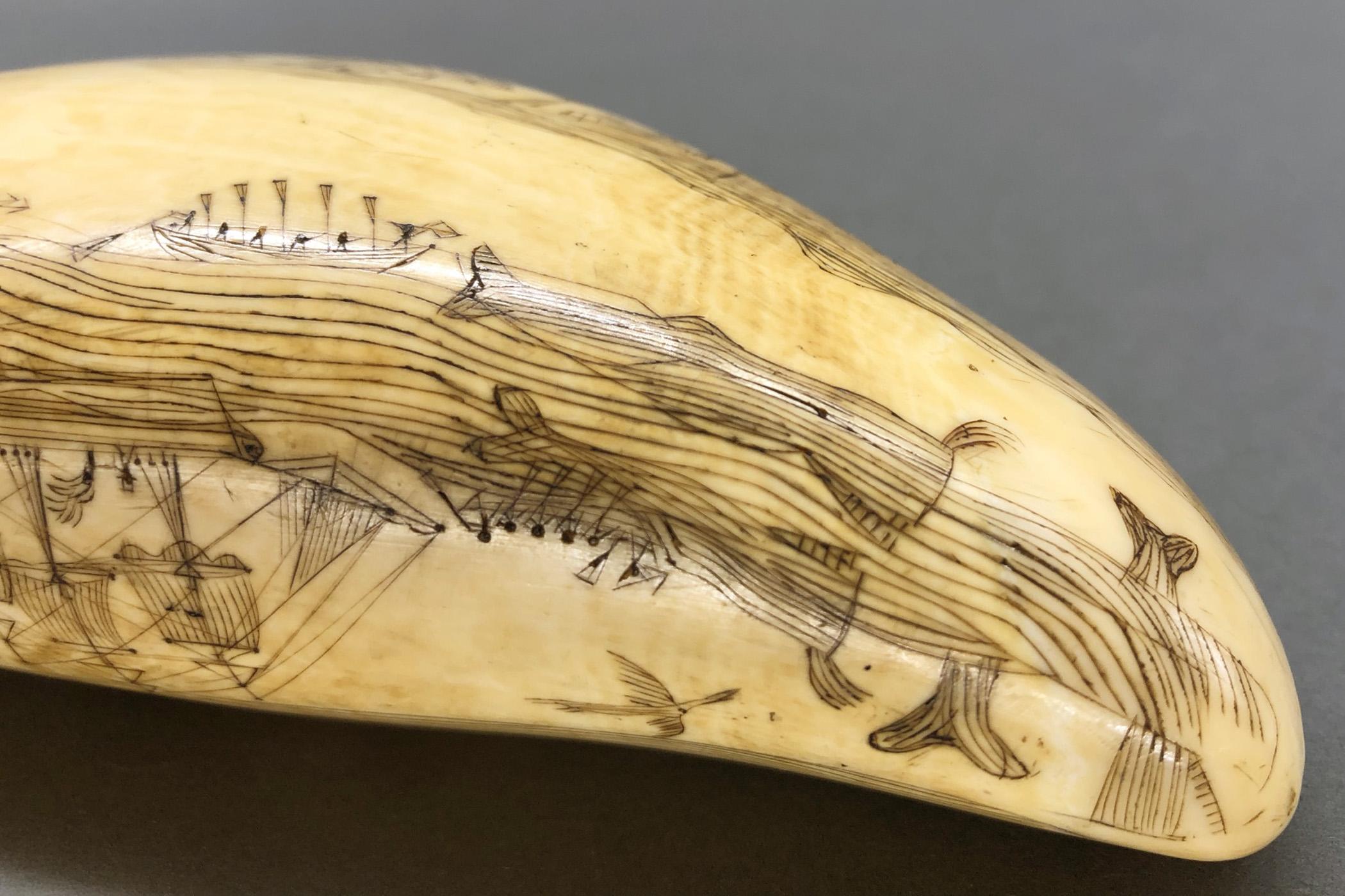 1967.0862 Whale tooth, Scrimshaw tooth, view24 Reverse Lower Register Tip