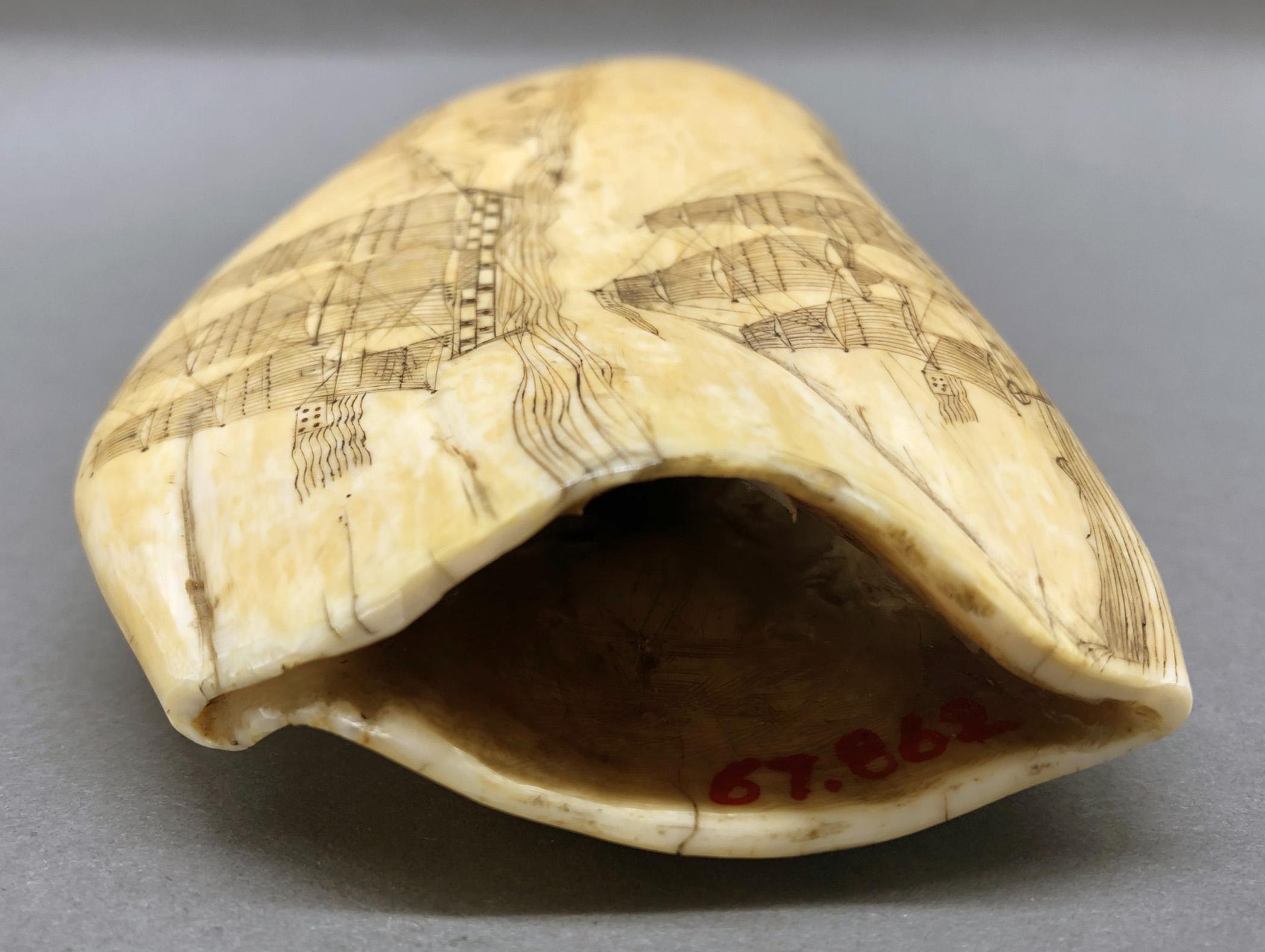 1967.0862 Whale tooth, Scrimshaw tooth, view25 Reverse Base