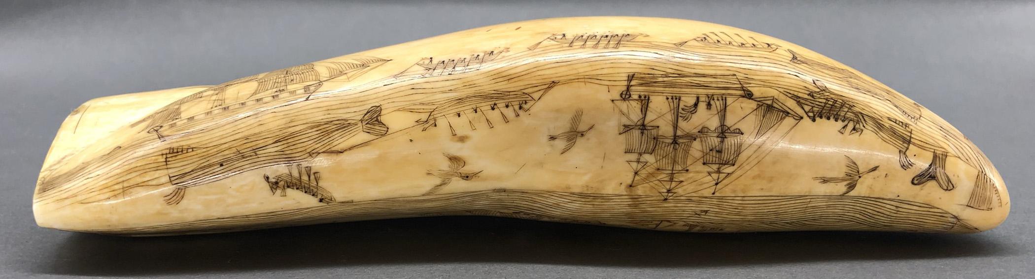 1967.0862 Whale tooth, Scrimshaw tooth, view26 Reverse Bottom Edge