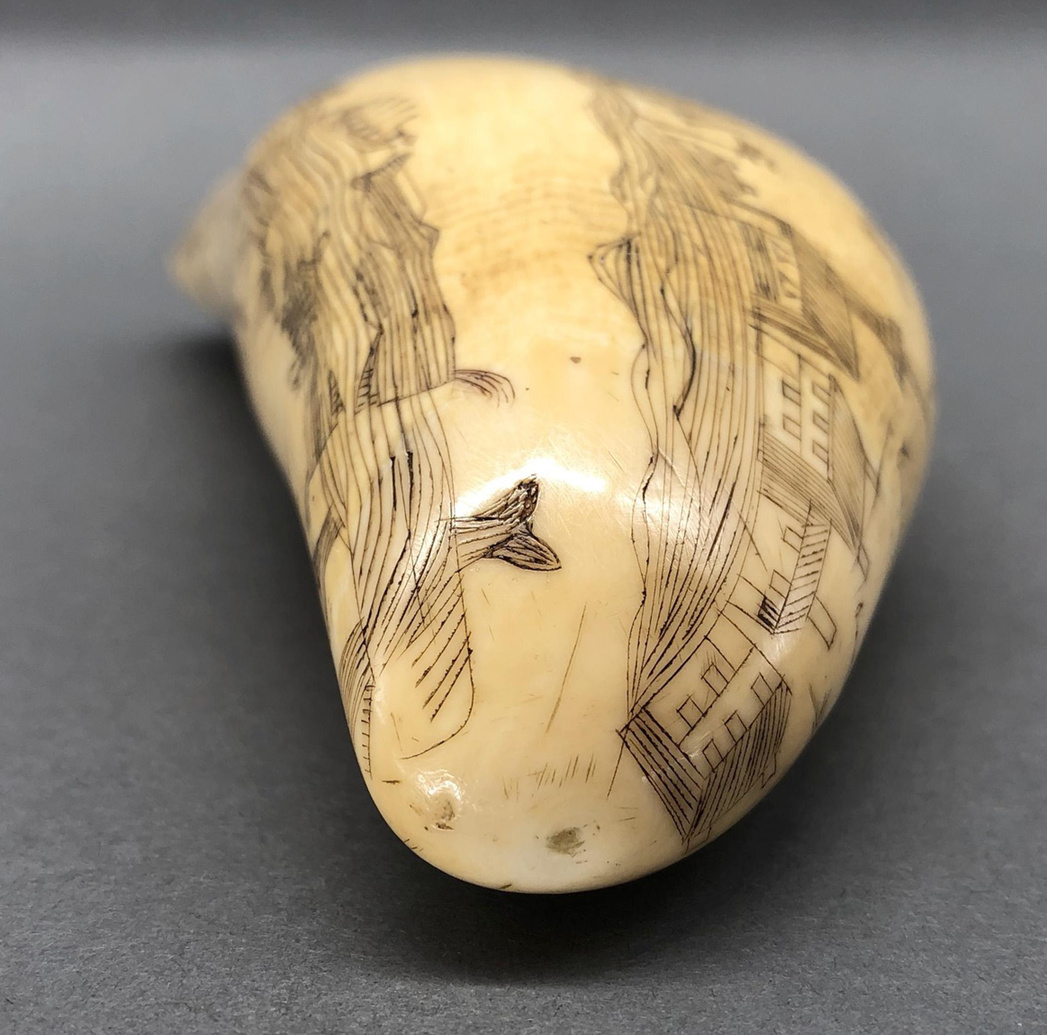 1967.0862 Whale tooth, Scrimshaw tooth, view27 Reverse Tip