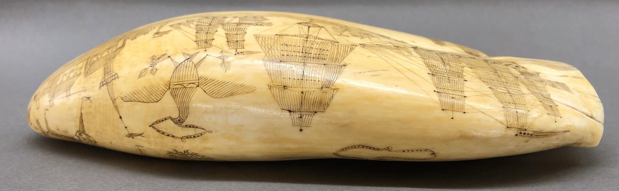 1967.0862 Whale tooth, Scrimshaw tooth, view28 Reverse Top Edge