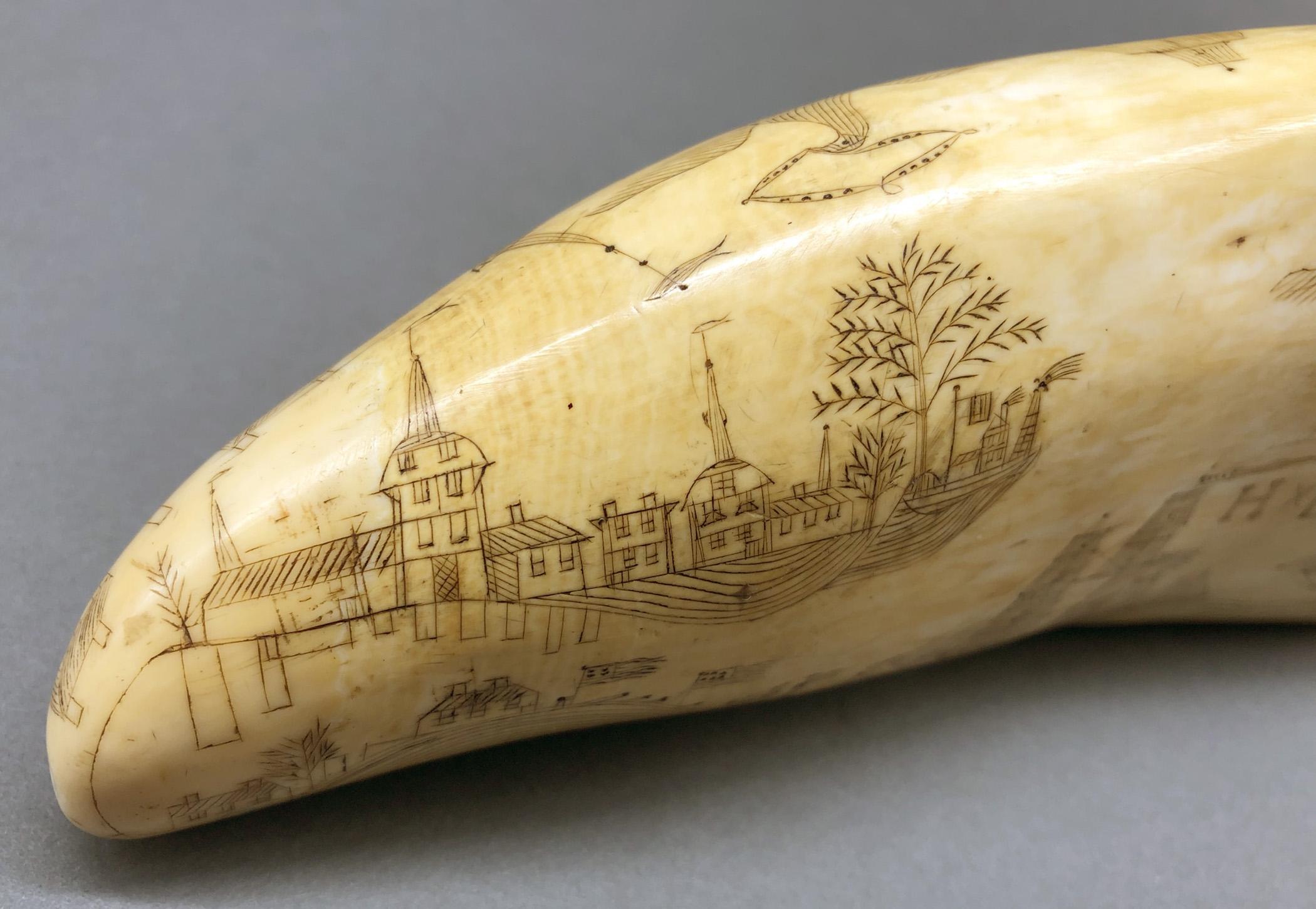 1967.0862 Whale tooth, Scrimshaw tooth, view4 Obverse detail Top