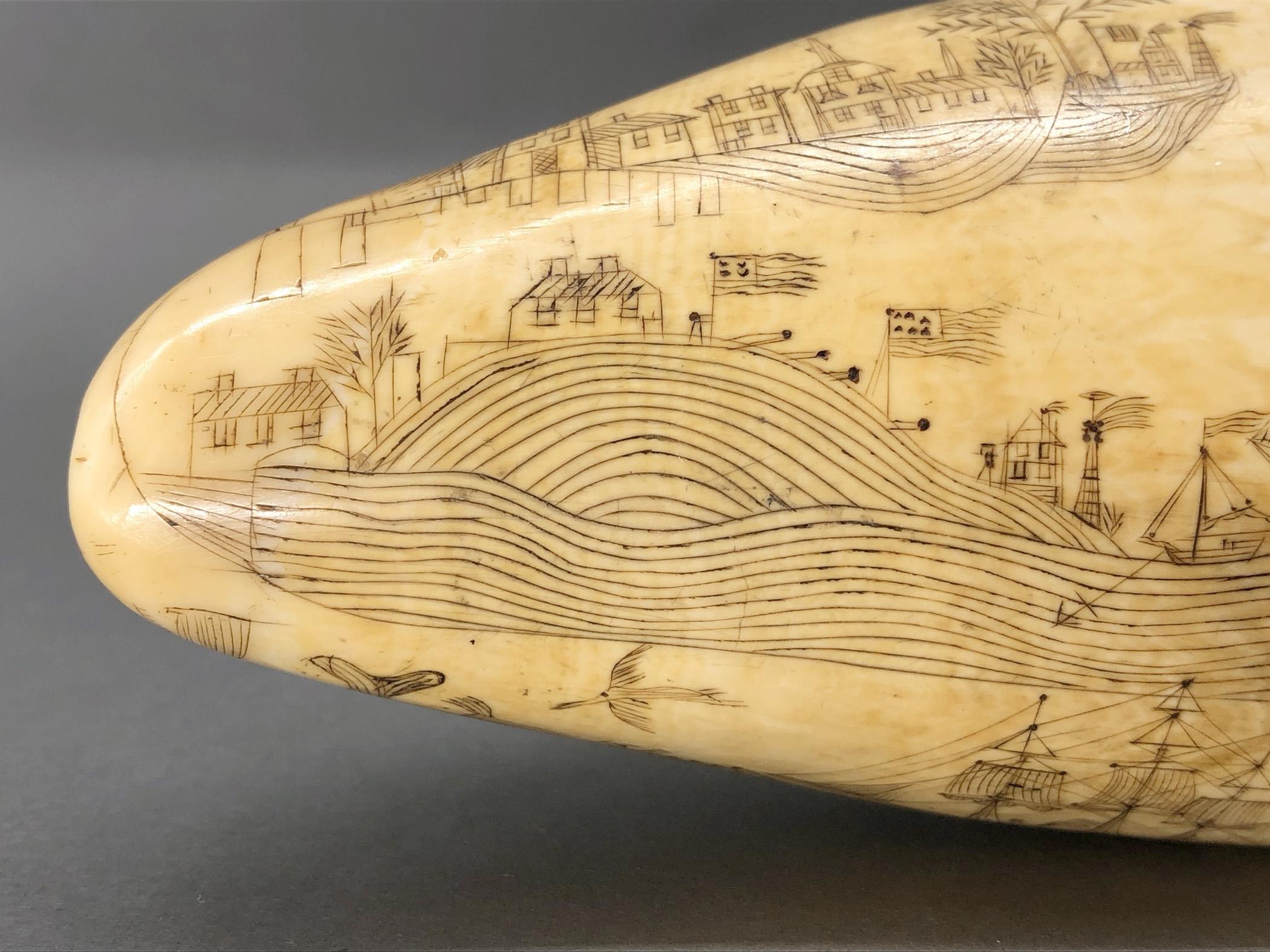 1967.0862 Whale tooth, Scrimshaw tooth, view5 Obverse detail Bottom