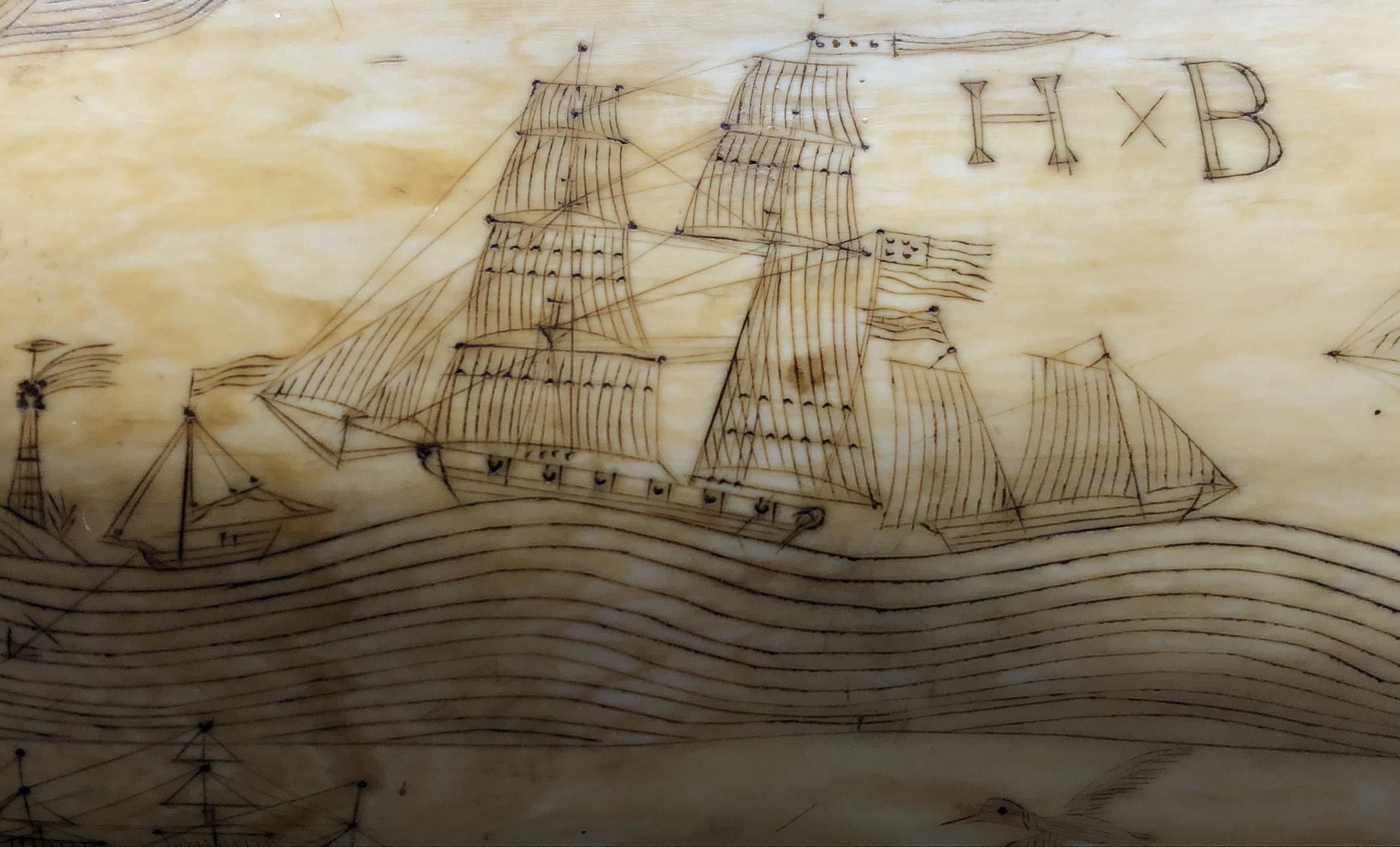 1967.0862 Whale tooth, Scrimshaw tooth, view7 Obverse detail